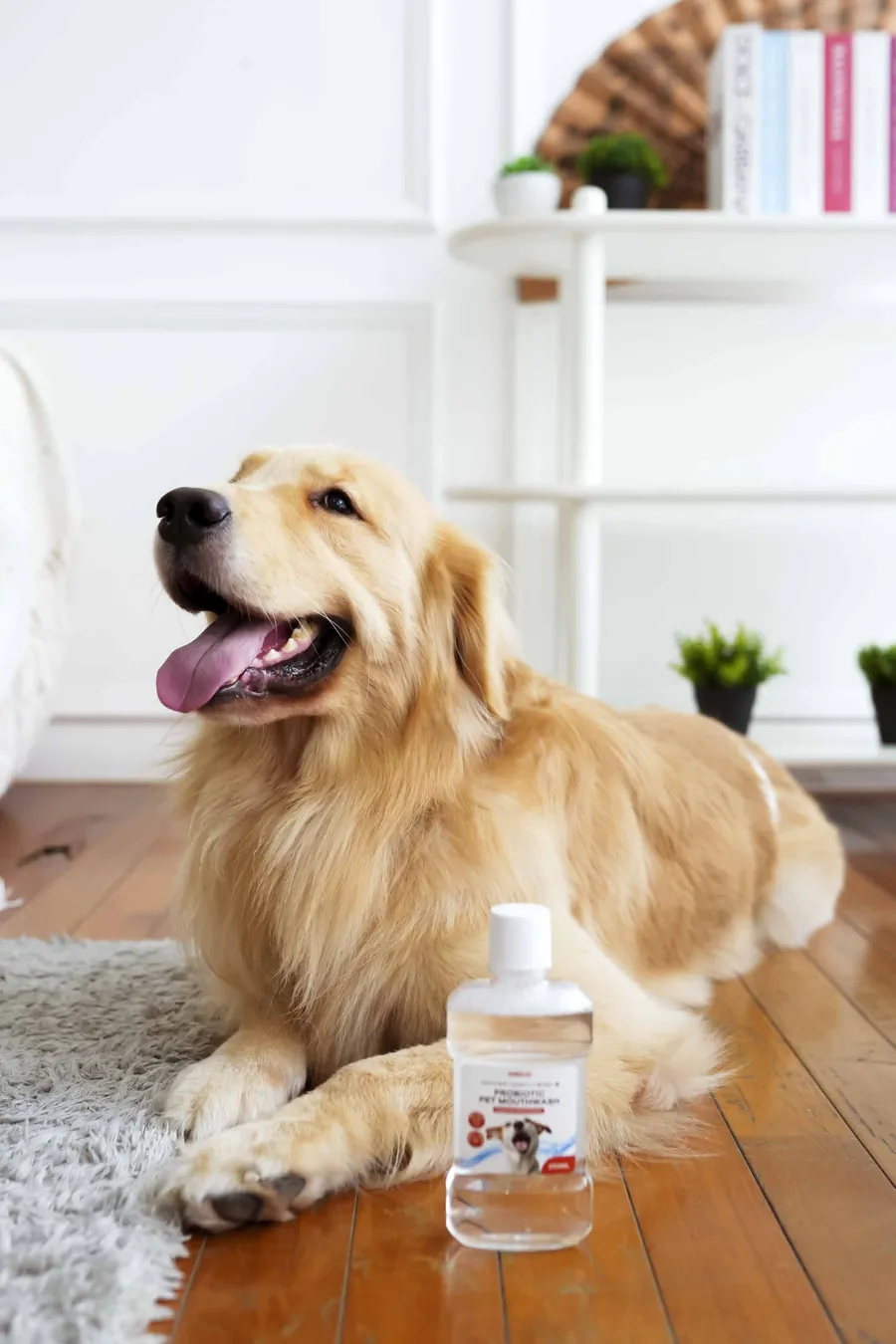 Golden retriever berbaring di samping Kaizoo Probiotic Pet Mouthwash