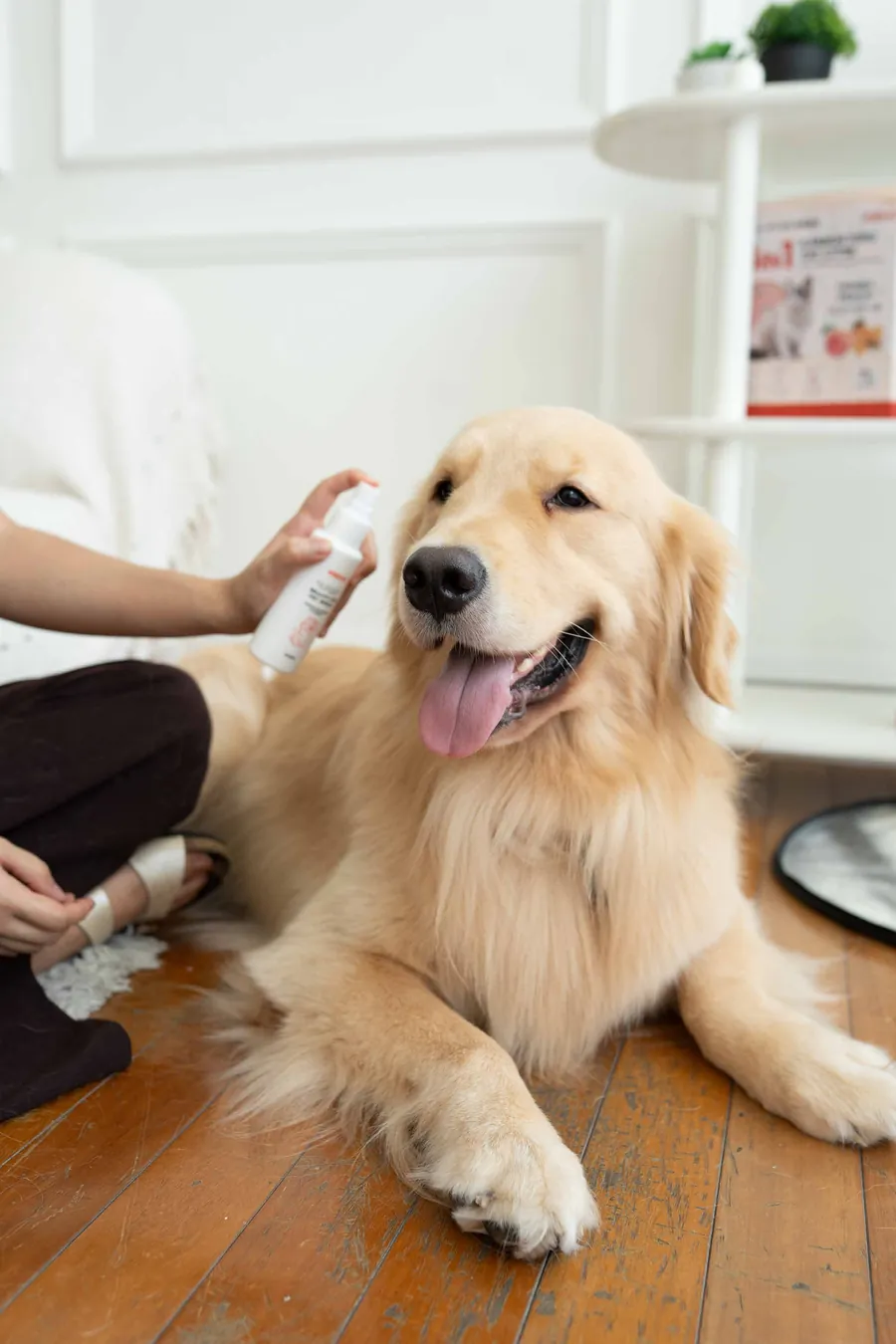 Golden retriever disemprot Beauty Fur Pet Spray Kaizoo