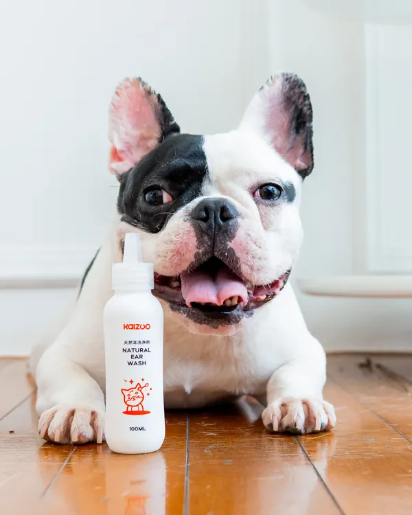 French bulldog berbaring di belakang Kaizoo Natural Ear Wash