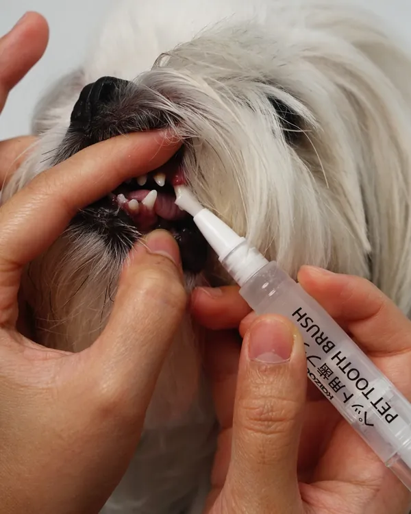 Gigi shih tzu disikat dengan Kaizoo Pet Tooth Brush
